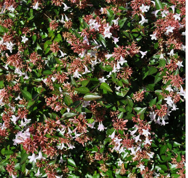 Abelia grandiflora  C3L 30cm