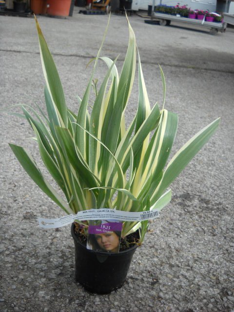 Iris tectorum cruella