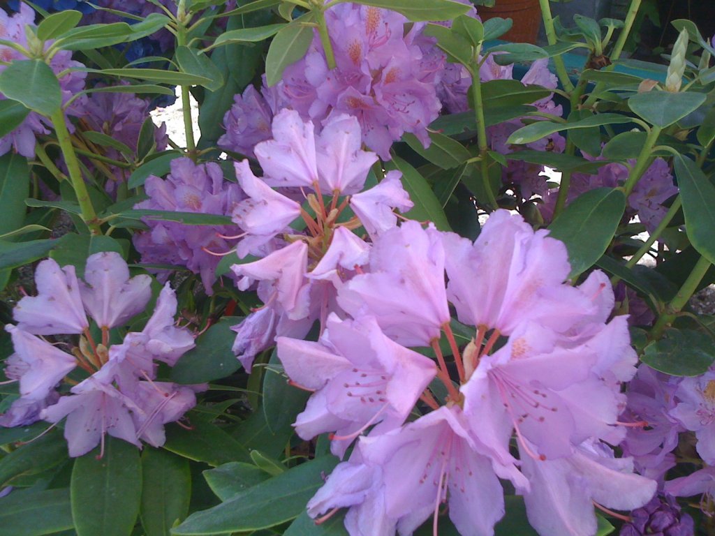 Rhododendron Hybride Ponticum c50/+