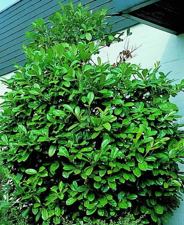 Prunus laurocerasus rotundifolia C60/+