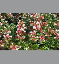 Abelia floribunda C3L 40/+