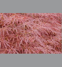 Acer palmatum dissectum garnet c3l