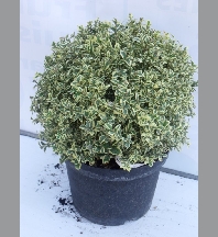 Buxus elegantissima boule C25/+