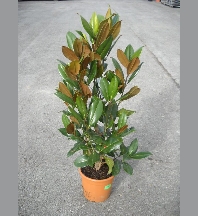 Magnolia grandiflora galisson 100cm
