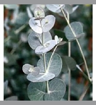Eucalyptus gunnii C3L