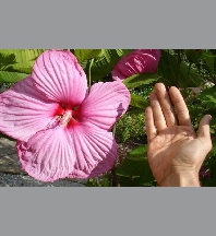 Hibiscus mauvelous p23