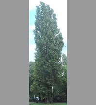 Populus nigra italica 5/6 cm diam