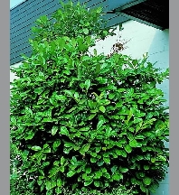Prunus laurocerasus rotundifolia C150/+