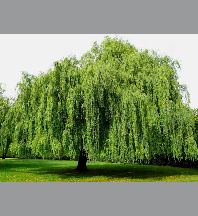 Salix x sepulcralis 'Chrysocoma'