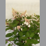 Hortensia pinky winky C7.5L
