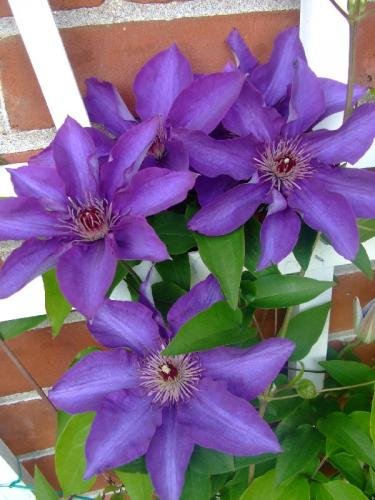 Clematis the president C2L 80/100