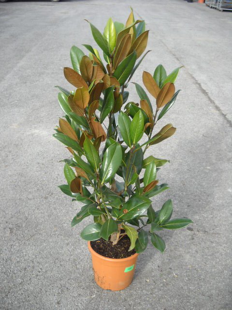 Magnolia grandiflora galisson 100cm