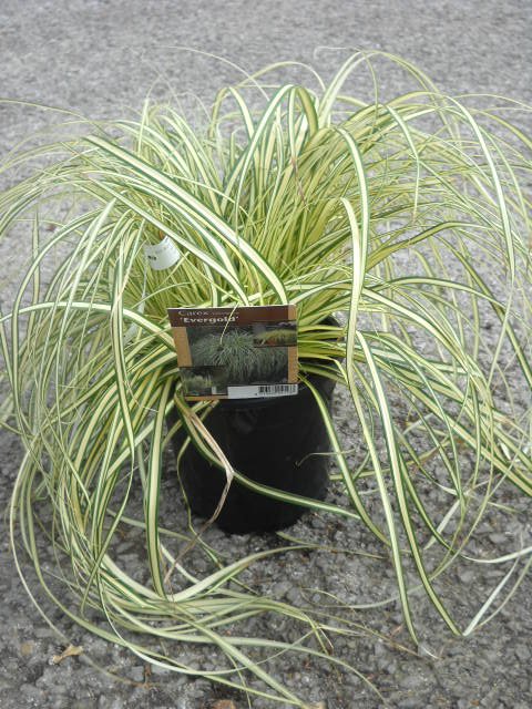 Carex oshimensis evergold C2L