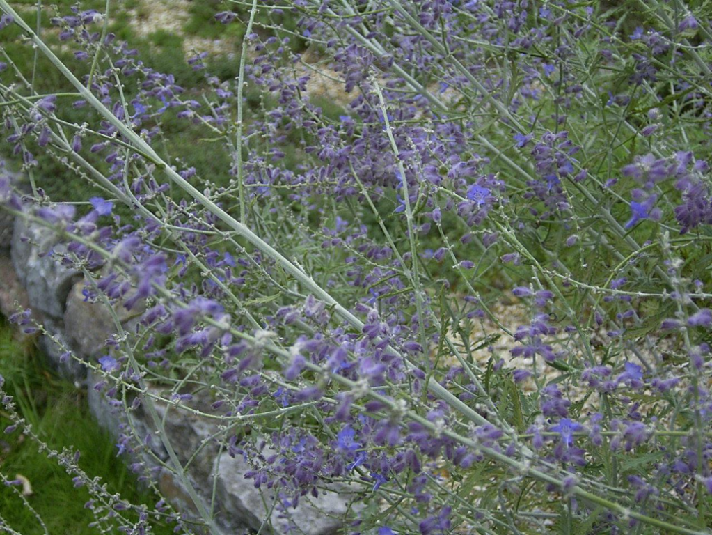 Perovskia atripicifolia 'Blue Haze' C3L