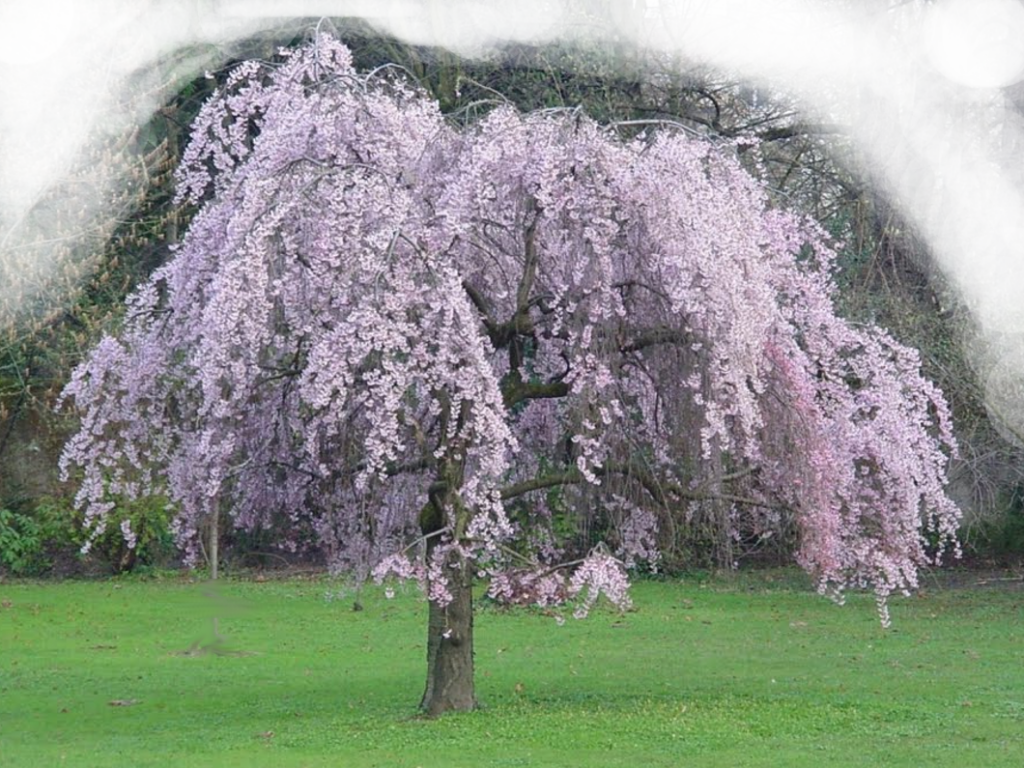 Prunus serrulata 'Kiku-shidare-sakura'