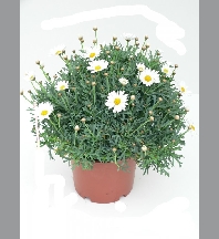 Anthemis pot 17