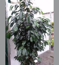 Ficus benjamina 120/+
