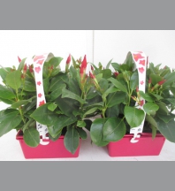 Dipladenia barquette x6