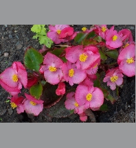 Begonia P9