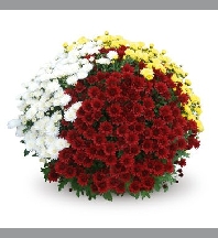 Chrysanthéme pomponnette carnaval diam25
