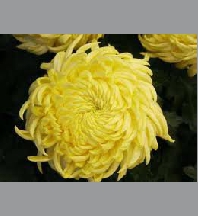 Chrysanthéme grosse tête 5/6 fleurs