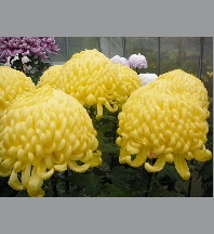 Chrysanthéme grosse tête coupe 27cm 9 fleurs