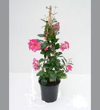 Dipladenia pyramide 75cm