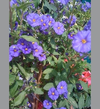 solanum rantonetti tige