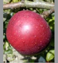 Malus reinette etoilée buisson RN