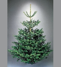 Abies fraseri pot 125/+