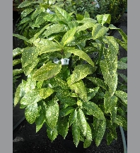 Aucuba japonica crotonifolia C5L 80cm