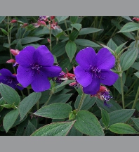 Tibouchina urvilleana tige p19