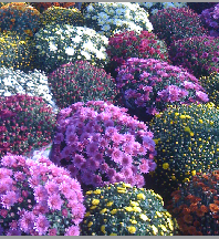 Chrysanthéme pomponnette jumbo C15L 80/+