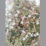 Abelia grandiflora confitii C3L