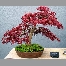 Acer palmatum atropurpureum C3L 50/+