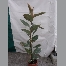 Ficus elastica C5L