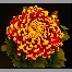 Chrysanthéme grosse tête coupe 27cm 9 fleurs
