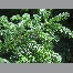 Abies fraseri pot 125/+