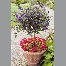 solanum rantonetti tige